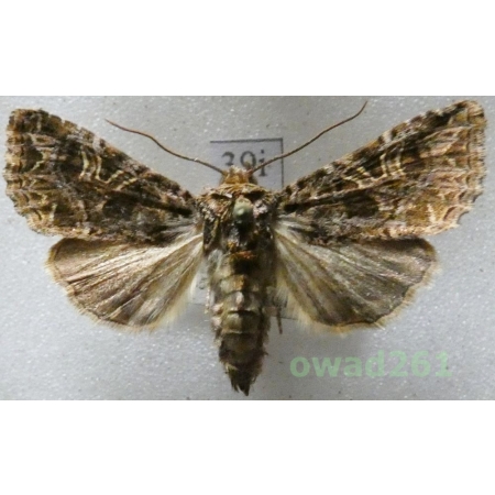 Sideridis rivularis (Fabricius, 1775) Czech39i